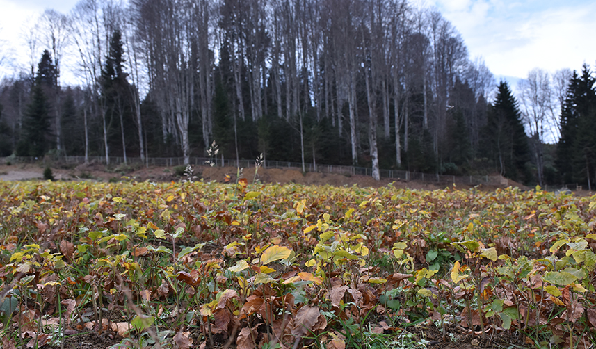Trabzon'da kayın tohumları onların geçim kaynağı oldu