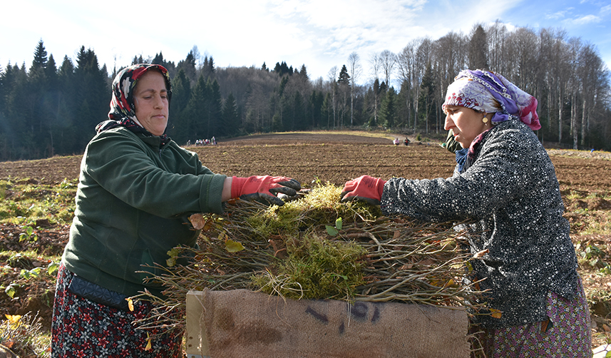 Trabzon'da kayın tohumları onların geçim kaynağı oldu