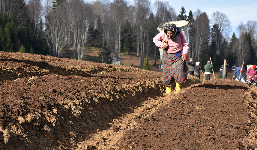 Trabzon'da kayın tohumları onların geçim kaynağı oldu