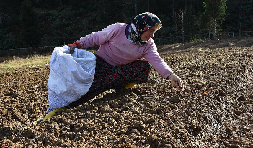 Trabzon'da kayın tohumları onların geçim kaynağı oldu