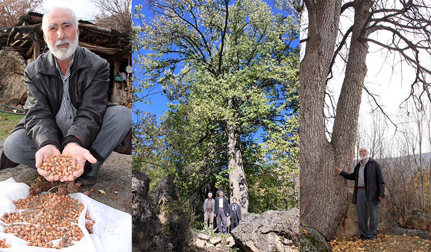 Türkiye'nin en büyük fındık ağacı görenleri büyülüyor