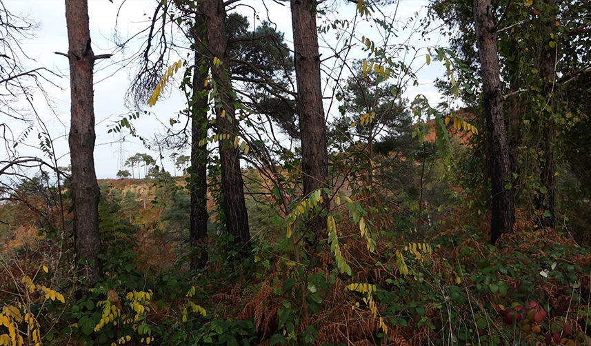 Uzmanlar-uyardı!-“Doğu-Karadeniz-için-yangın-sezonu-yaklaşıyor”-
