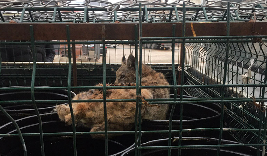 Gümüşhane'de bir Vaşak mobilya mağazasına girdi