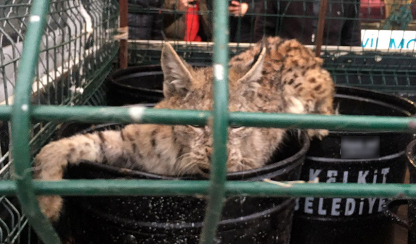 Gümüşhane'de bir Vaşak mobilya mağazasına girdi