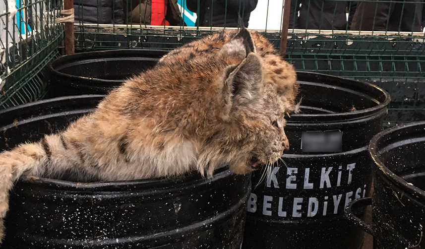 Gümüşhane'de bir Vaşak mobilya mağazasına girdi