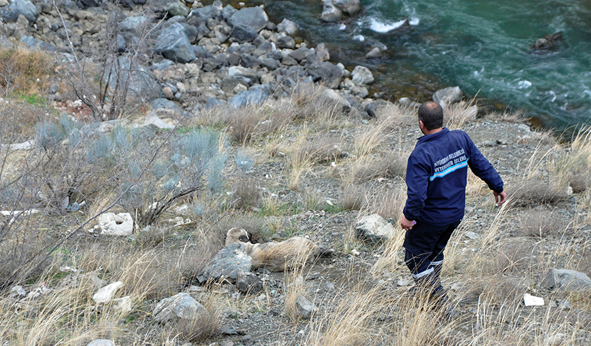 Yusufeli'nde sular altında kalacak yerlerdeki sokak hayvanları tahliye ediliyor