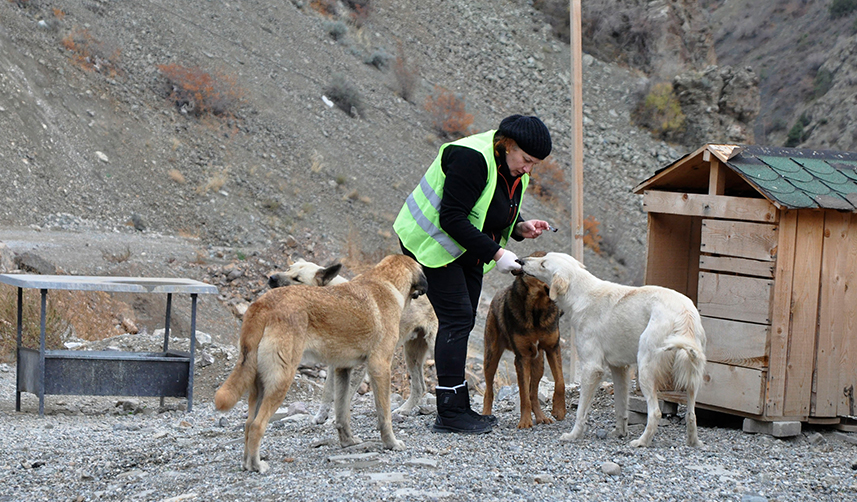 Yusufeli'nde sular altında kalacak yerlerdeki sokak hayvanları tahliye ediliyor