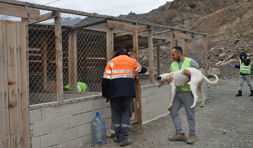 Yusufeli'nde sular altında kalacak yerlerdeki sokak hayvanları tahliye ediliyor