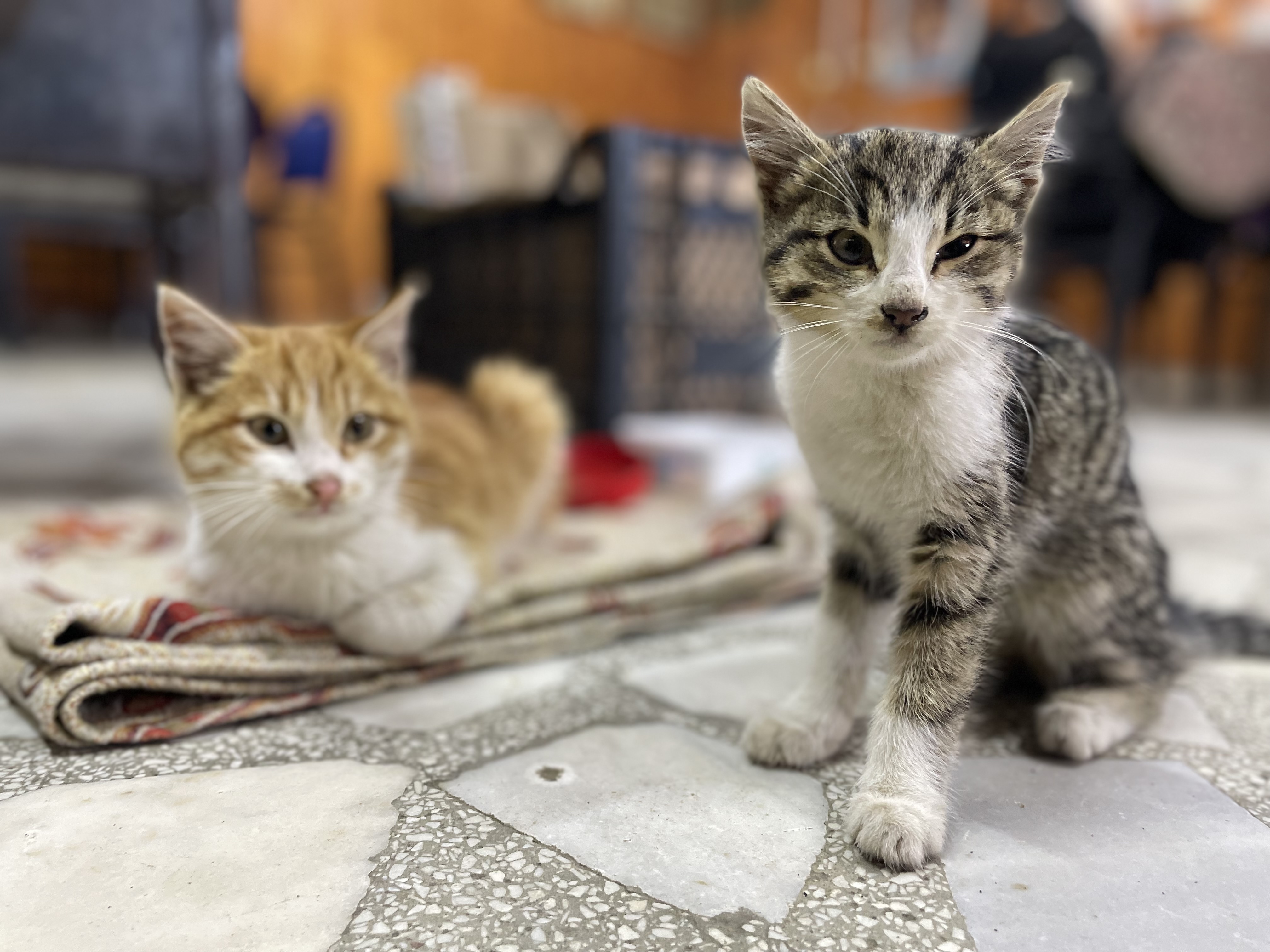 Hıdırnebi Yaylası'nda kediler üşümesin diye her gün soba yakıyor