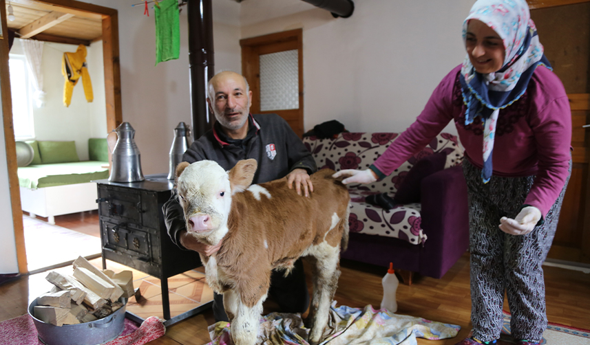 Artvin'de-erken-doğan-buzağı-evlerinin-maskotu-oldu