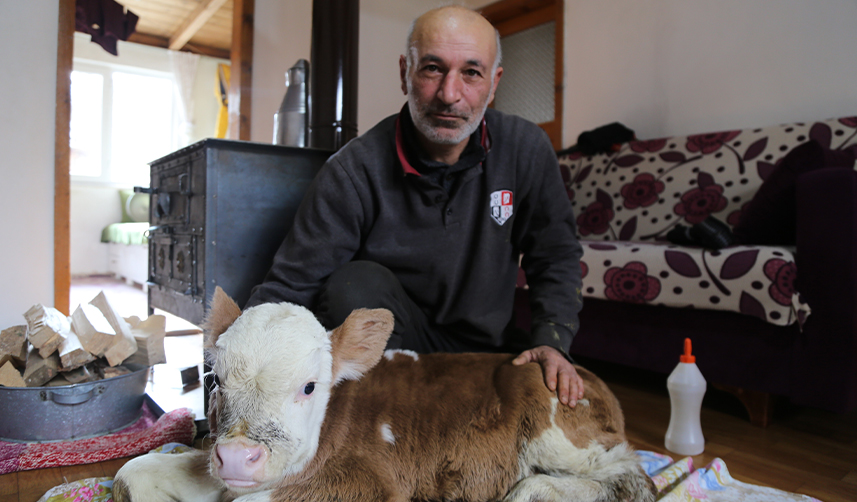 Artvin'de-erken-doğan-buzağı-evlerinin-maskotu-oldu2