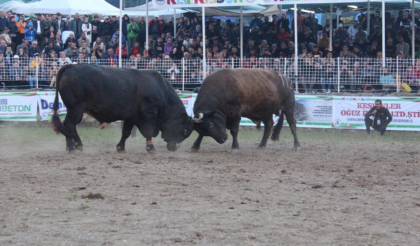 Artvin’de-heykeli-yapılan-şampiyon-boğaya--dudak-uçuklatan-ücret-ödendi