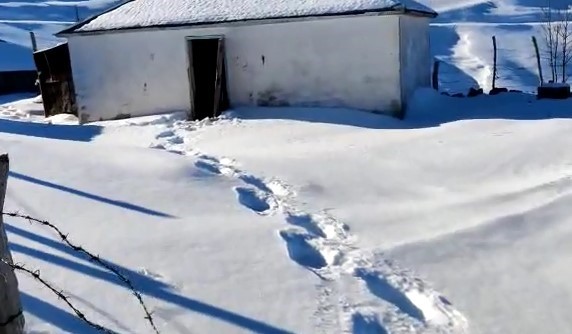 Trabzon'da bir ayı kış uykusuna yatmadı! Yayla evlerine dadandı