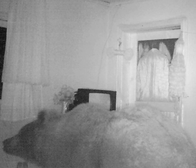 Trabzon'da bir ayı kış uykusuna yatmadı! Yayla evlerine dadandı