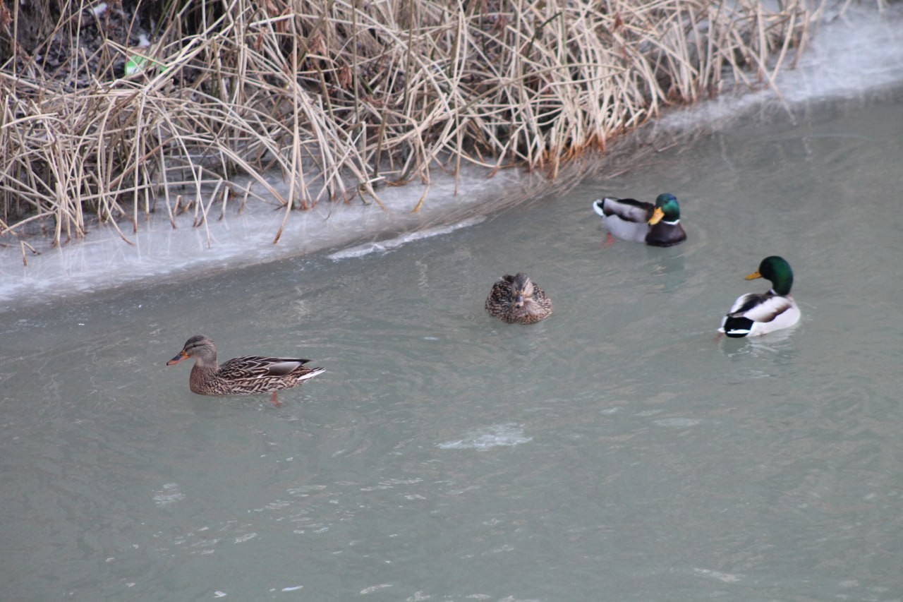  Sibirya’dan göç eden yeşilbaşlı ördekler Bayburt’u sevdi