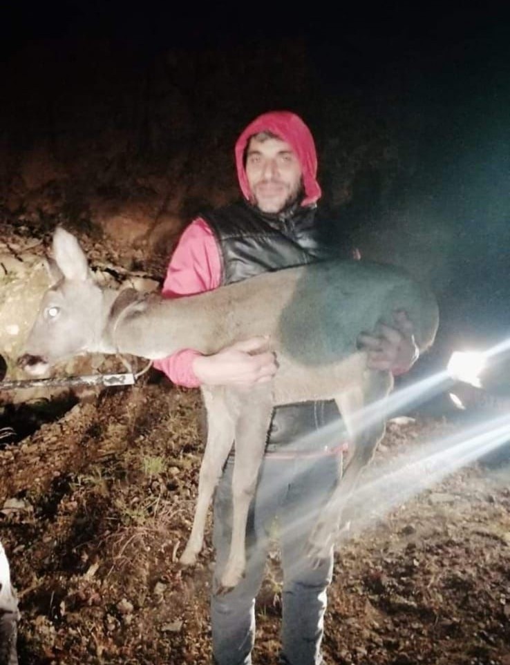 Trabzon'da yüksekten düşen karaca yaralandı