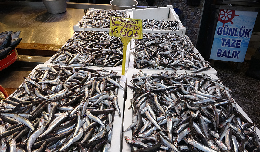 Hamsi avı Trabzon'da beklentileri karşılamadı