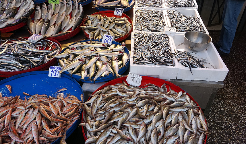 Hamsi avı Trabzon'da beklentileri karşılamadı