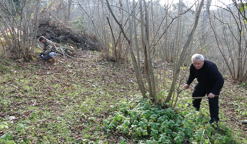Ordu'da-fındık-üreticilerinin-kışlık-bakım-mesaisi-sürüyor