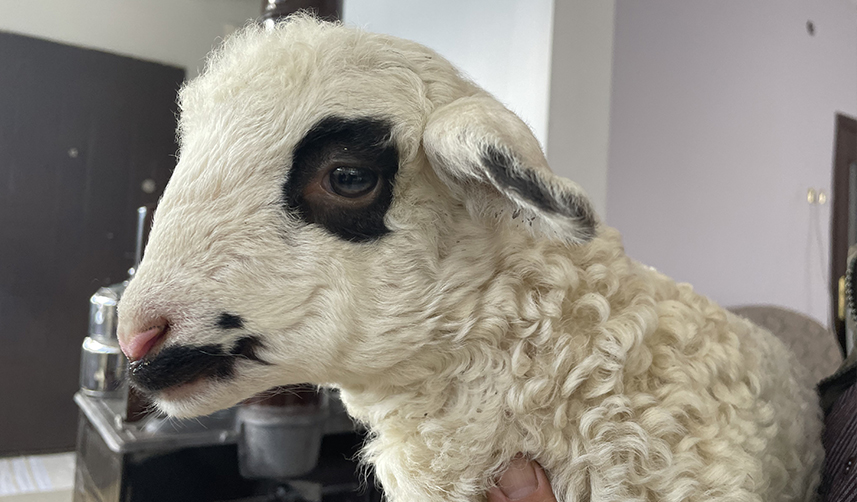 Trabzon'da bir haftalık 'Pamuk'u evlerinde bakıyorlar