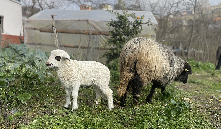 Trabzon'da bir haftalık 'Pamuk'u evlerinde bakıyorlar