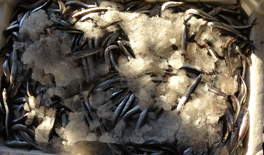 Trabzon'da hamsi beklentileri sonraki yıla kaldı