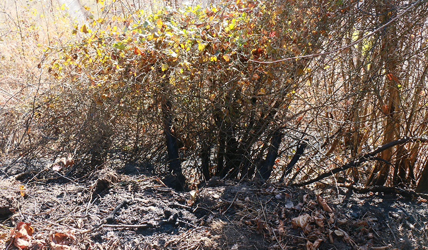Trabzon'da yangın! 3 dönüm fındıklık zarar gördü