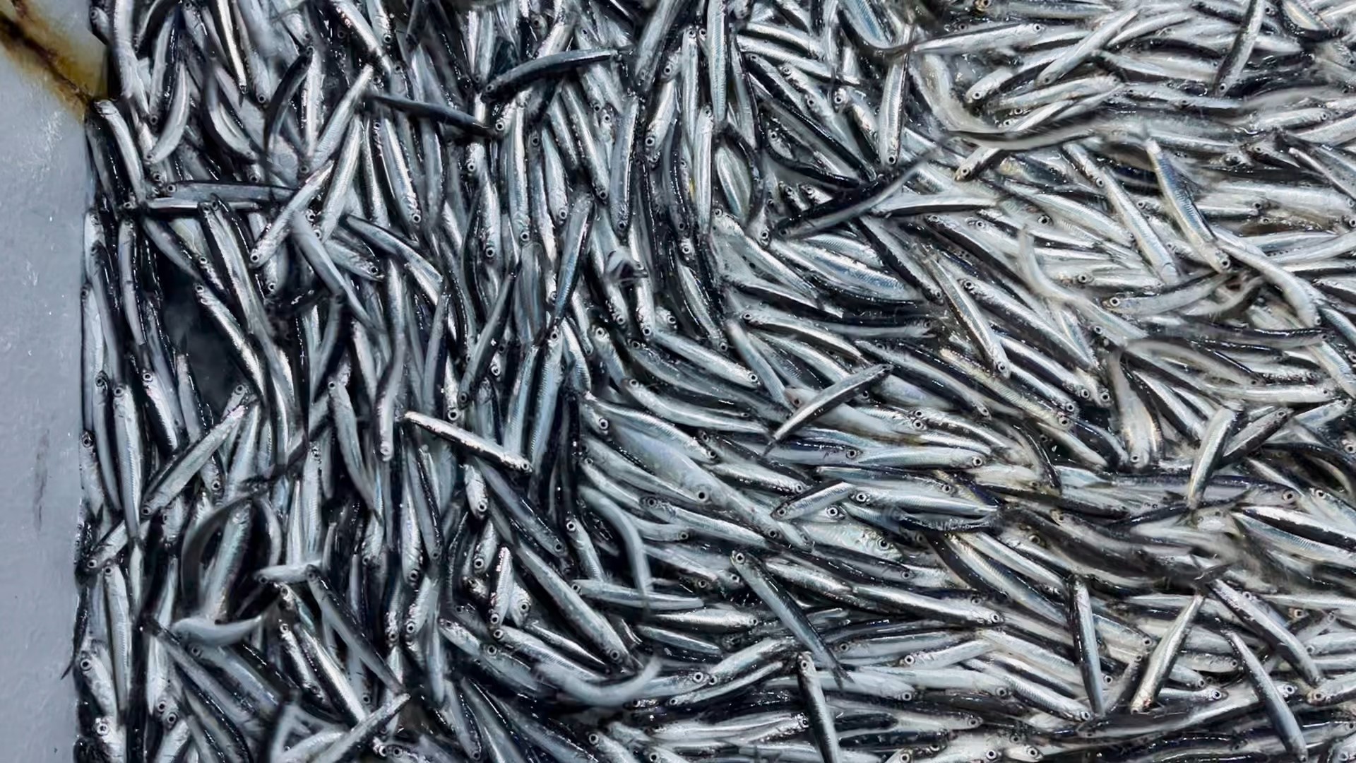 Rize'de hamsi tezgahları süsledi! Vatandaşın yüzü güldü