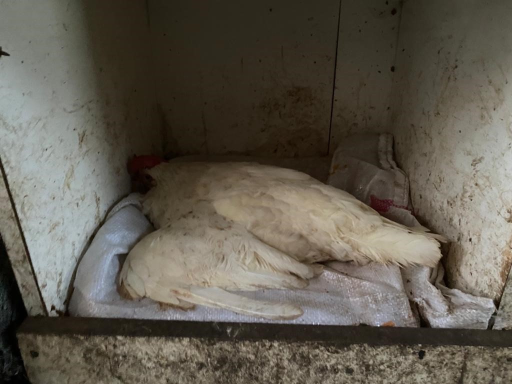 Artvin'de sokak köpekleri kümese saldırdı! 20 tavuk telef oldu