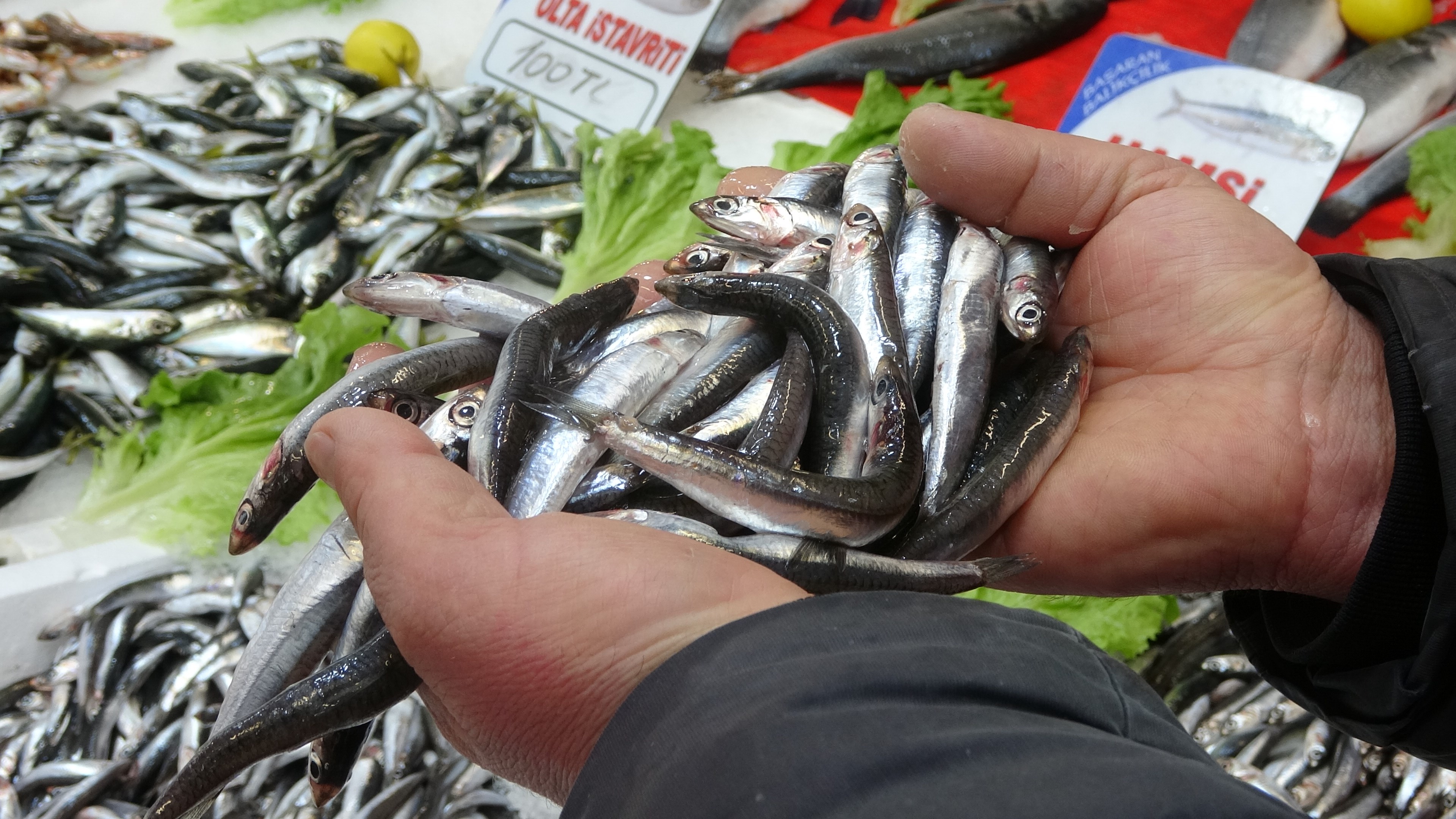 Ordu'da kıyı balıkçıları ağ atmakta güçlük çekiyor 