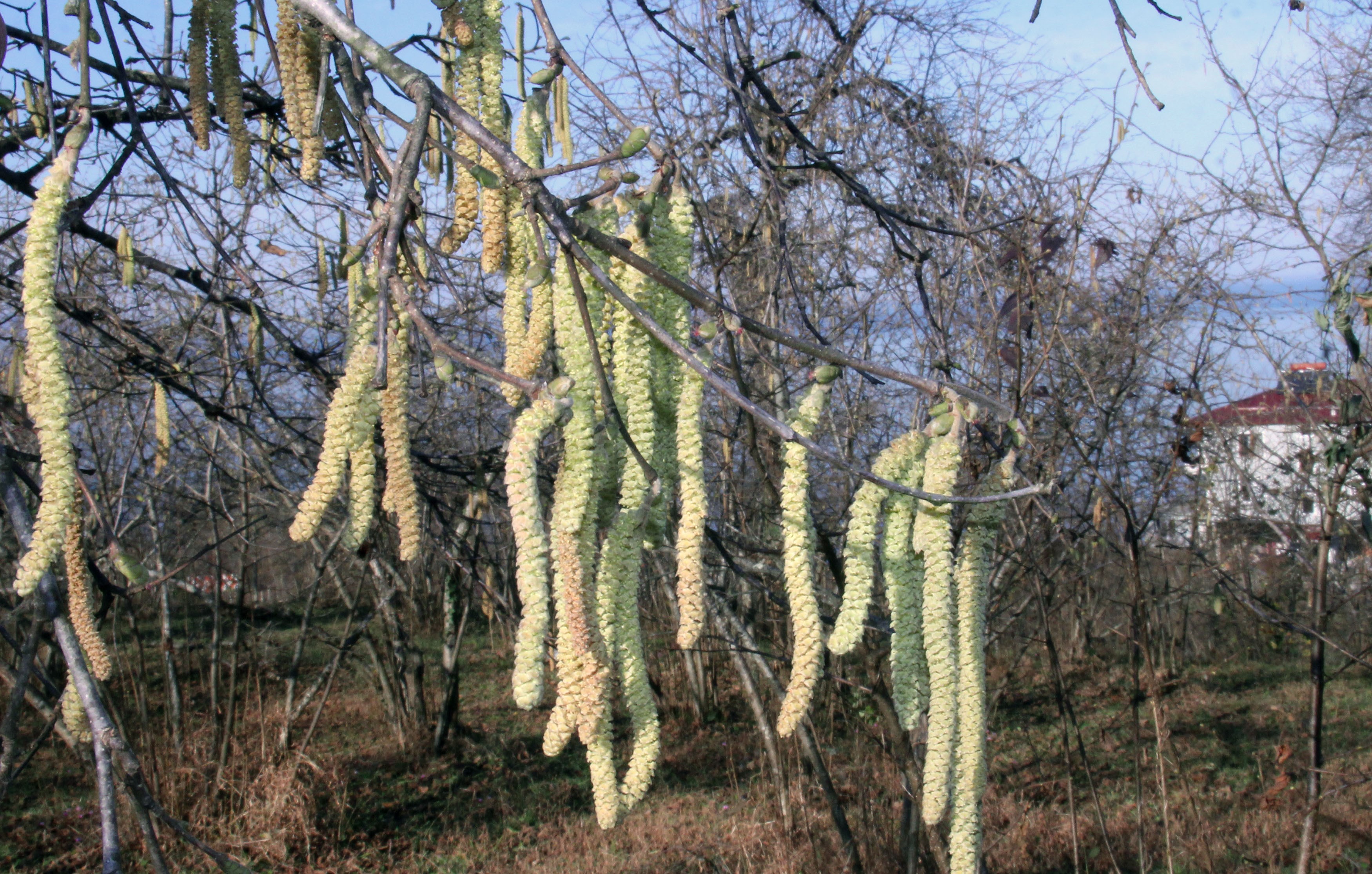 Giresun'dan fındık üreticilerine sigorta uyarısı