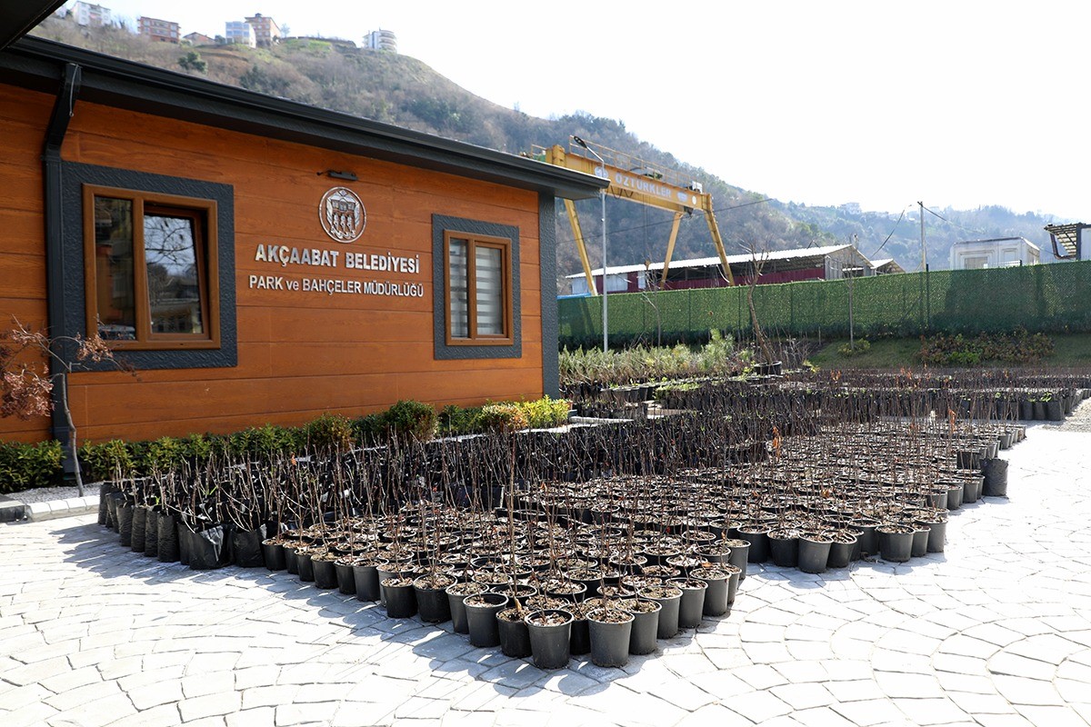 Süper meyve Aronya'nın üretim merkezi Akçaabat olacak