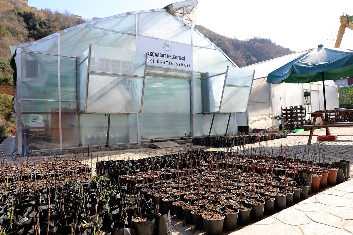 Süper meyve Aronya'nın üretim merkezi Akçaabat olacak