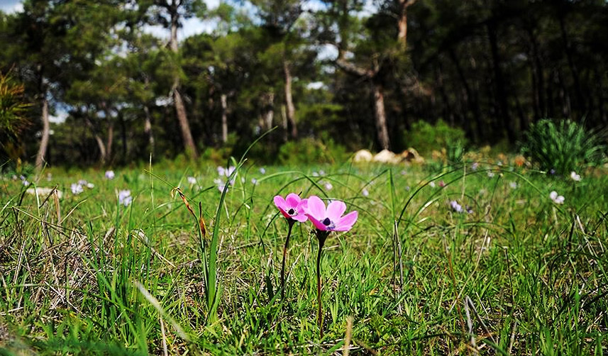 Cemre ne zaman düşecek? Cemre düşmesi nedir? 2023 Cemre düşme tarihleri! 