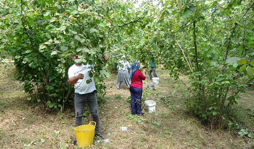 Türkiye'ye fındıkta dev rakip! ABD dikim alanlarını yaygınlaştırıyor