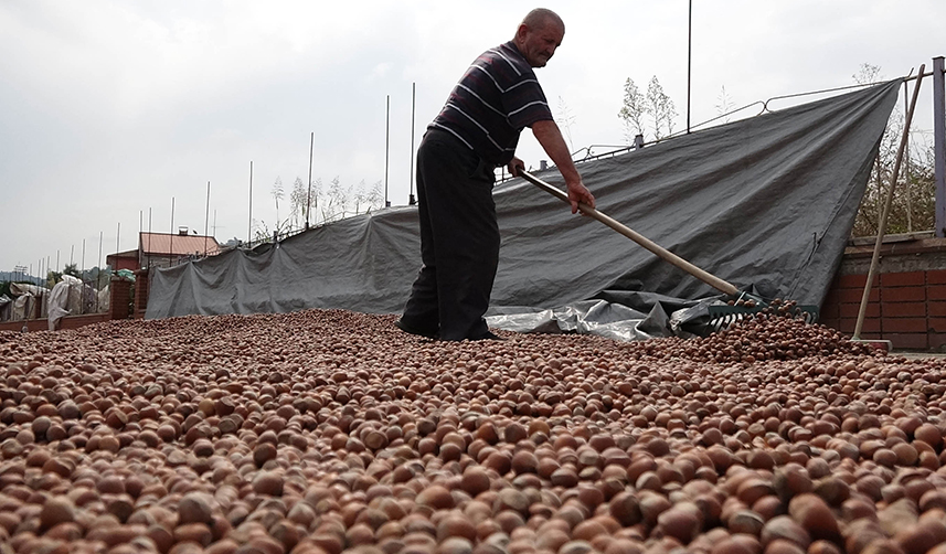 Türkiye'ye fındıkta dev rakip! ABD dikim alanlarını yaygınlaştırıyor