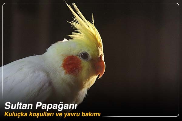 Sultan papağanı kuluçkası nasıl yapılır?