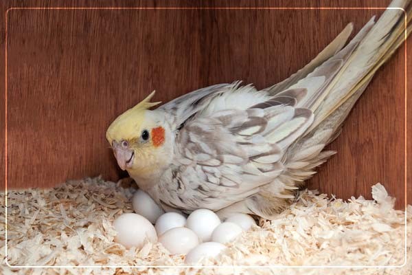 Sultan papağanı kuluçkası nasıl yapılır?