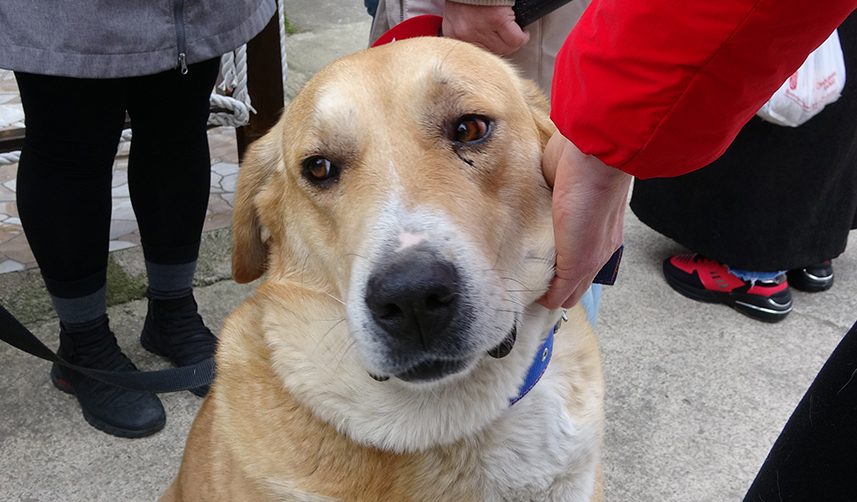 Trabzon'da 3 yıl önce terk edilmişti! O noktadan ayrılmıyor