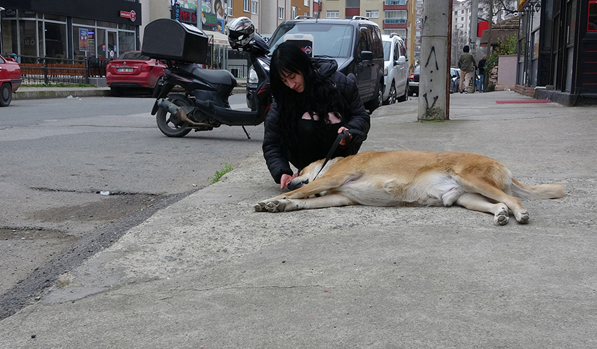 Trabzon'da 3 yıl önce terk edilmişti! O noktadan ayrılmıyor