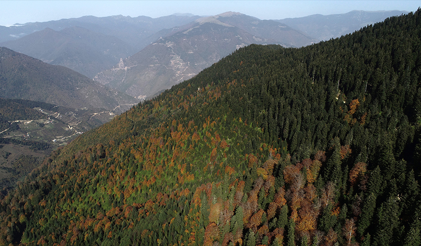 Trabzon'da açıkladı! Duyarlılık orman yangın oranını düşüşe geçirdi