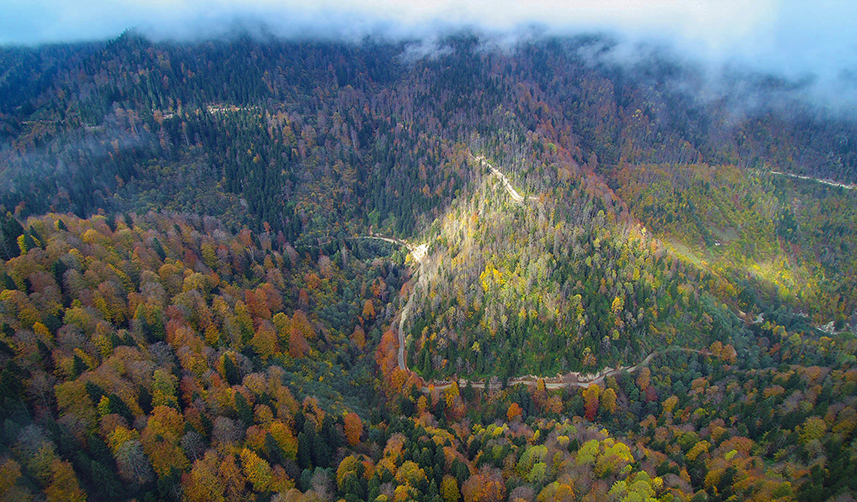 Trabzon'da açıkladı! Duyarlılık orman yangın oranını düşüşe geçirdi