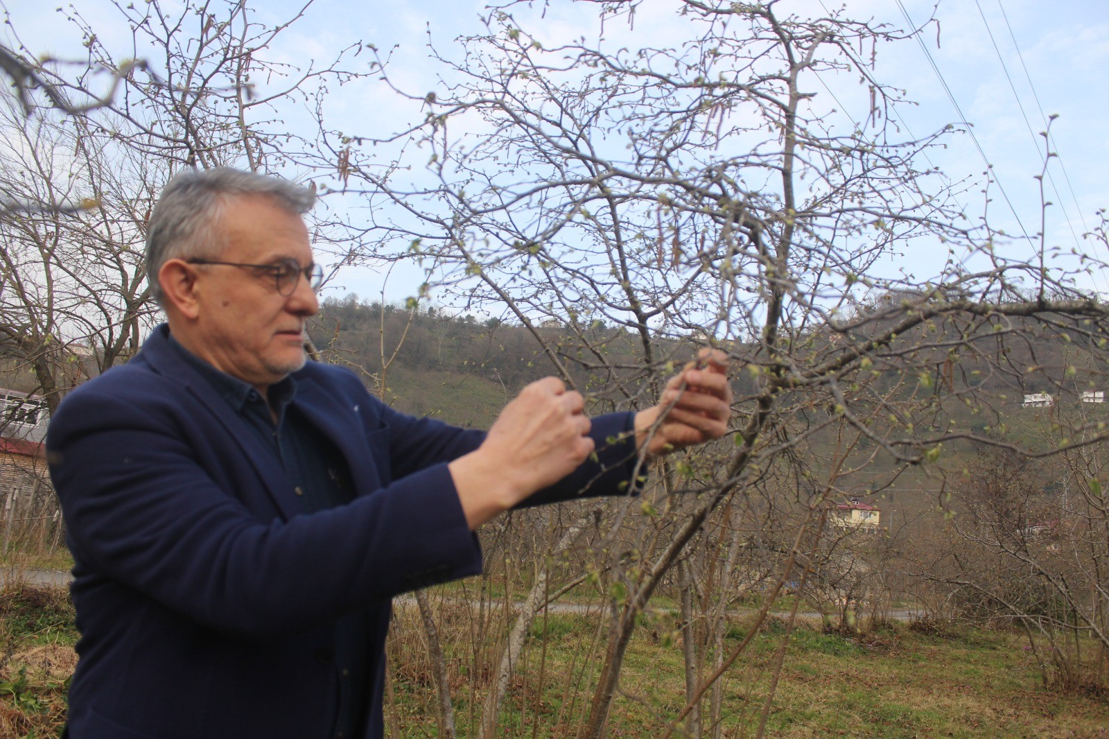 Giresun'da fındık için nisan yağmurları bekleniyor 