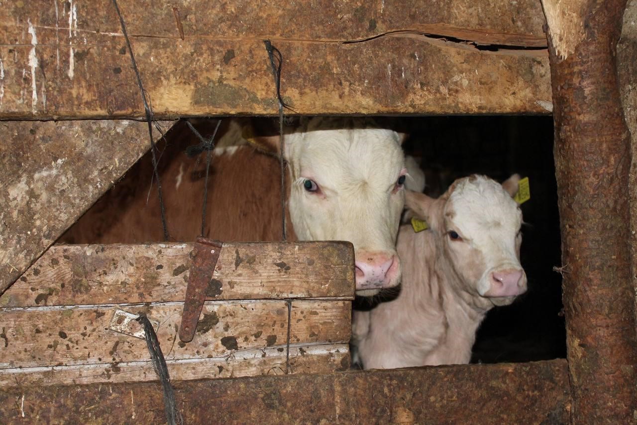 Bayburt'ta canlı hayvan pazarı kapatıldı! 