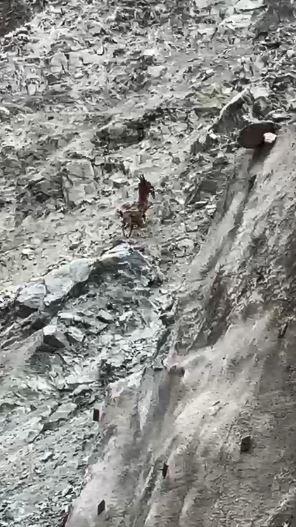 Artvin’de dağ keçileri uçurumun kenarında kozlarını böyle paylaştı