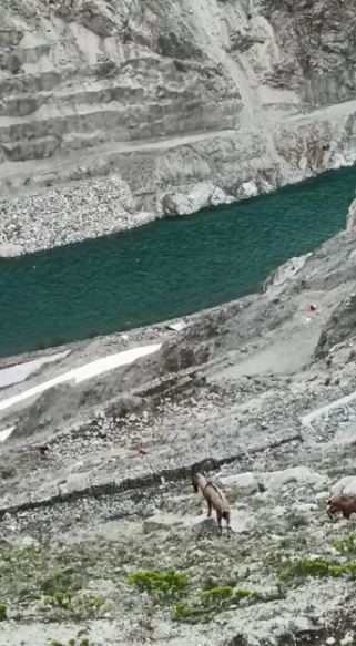 Artvin'de yaban keçileri yer çekimine meydan okuyor 