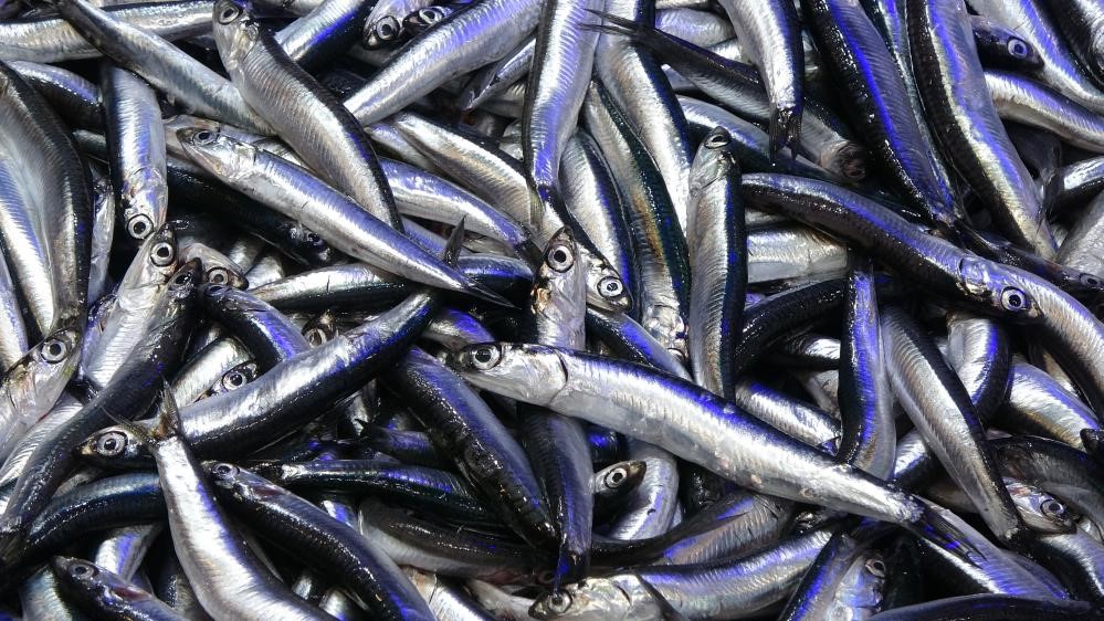 '1 yıl hamsi avlanmasın önerisinde bulunmuştu' Hamsi ihracatında düşüş