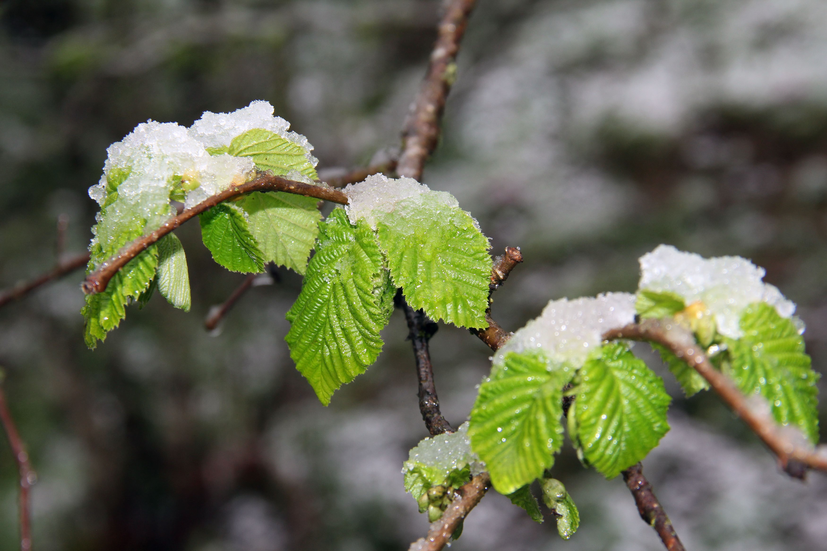 Mart karı fındık üreticisini endişelendirdi
