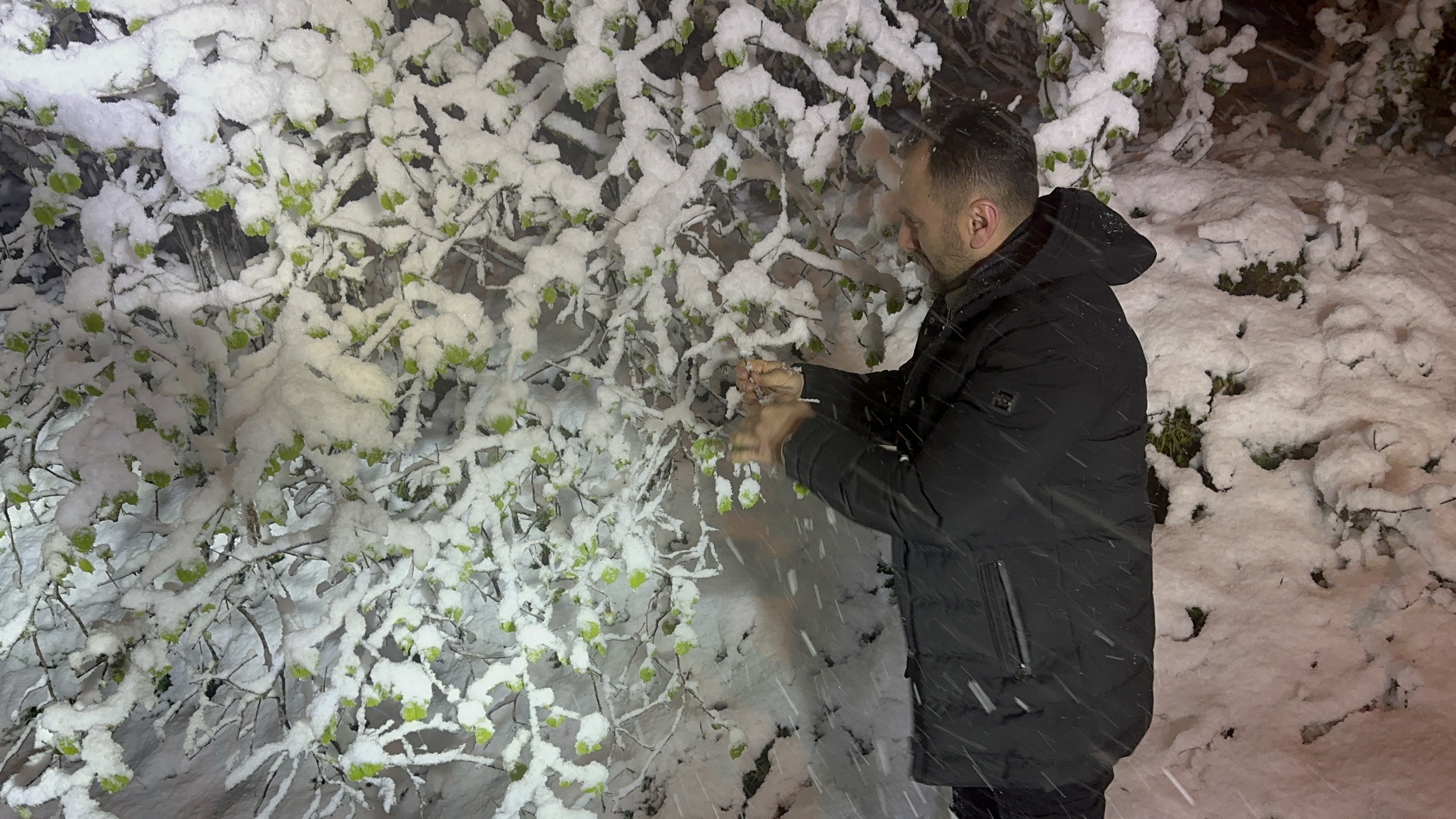 Ordu'da fındıkta zirai don tehlikesi