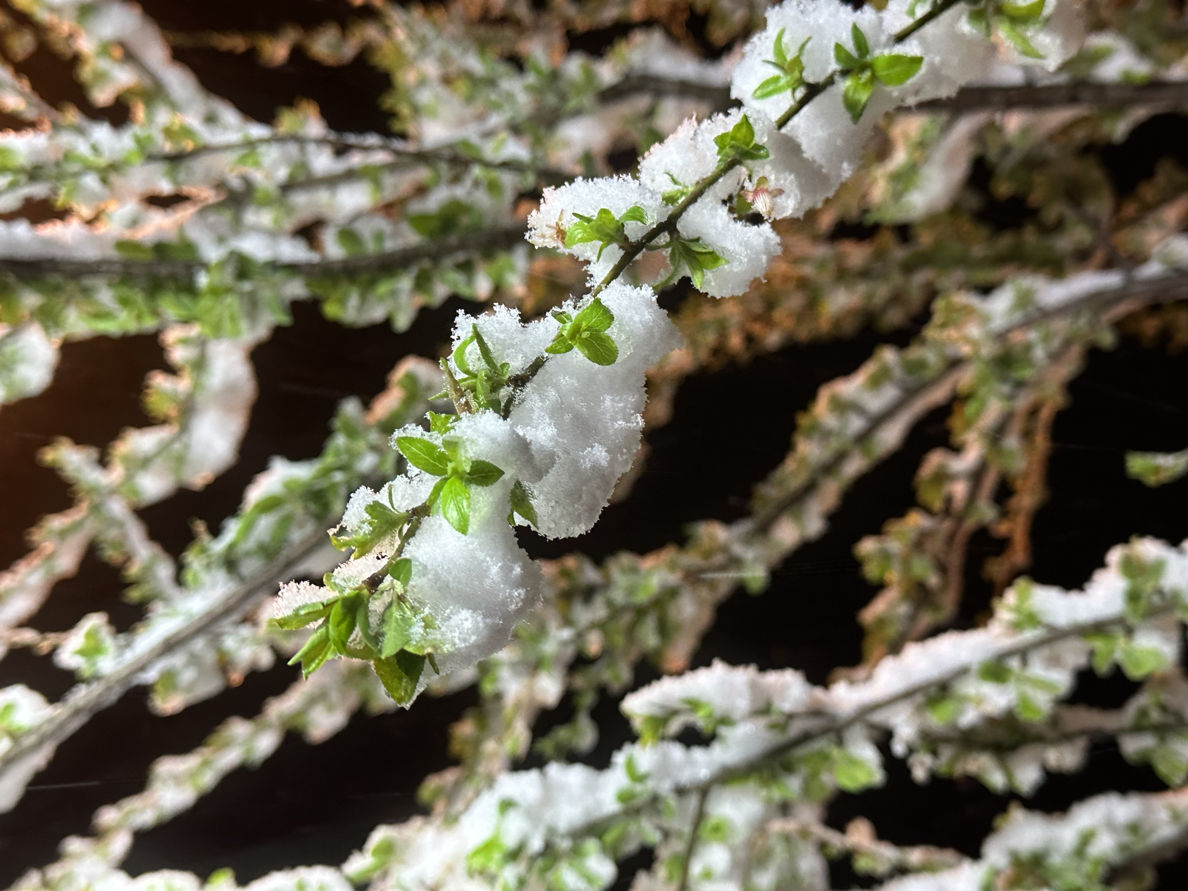Ordu'da fındıkta zirai don tehlikesi